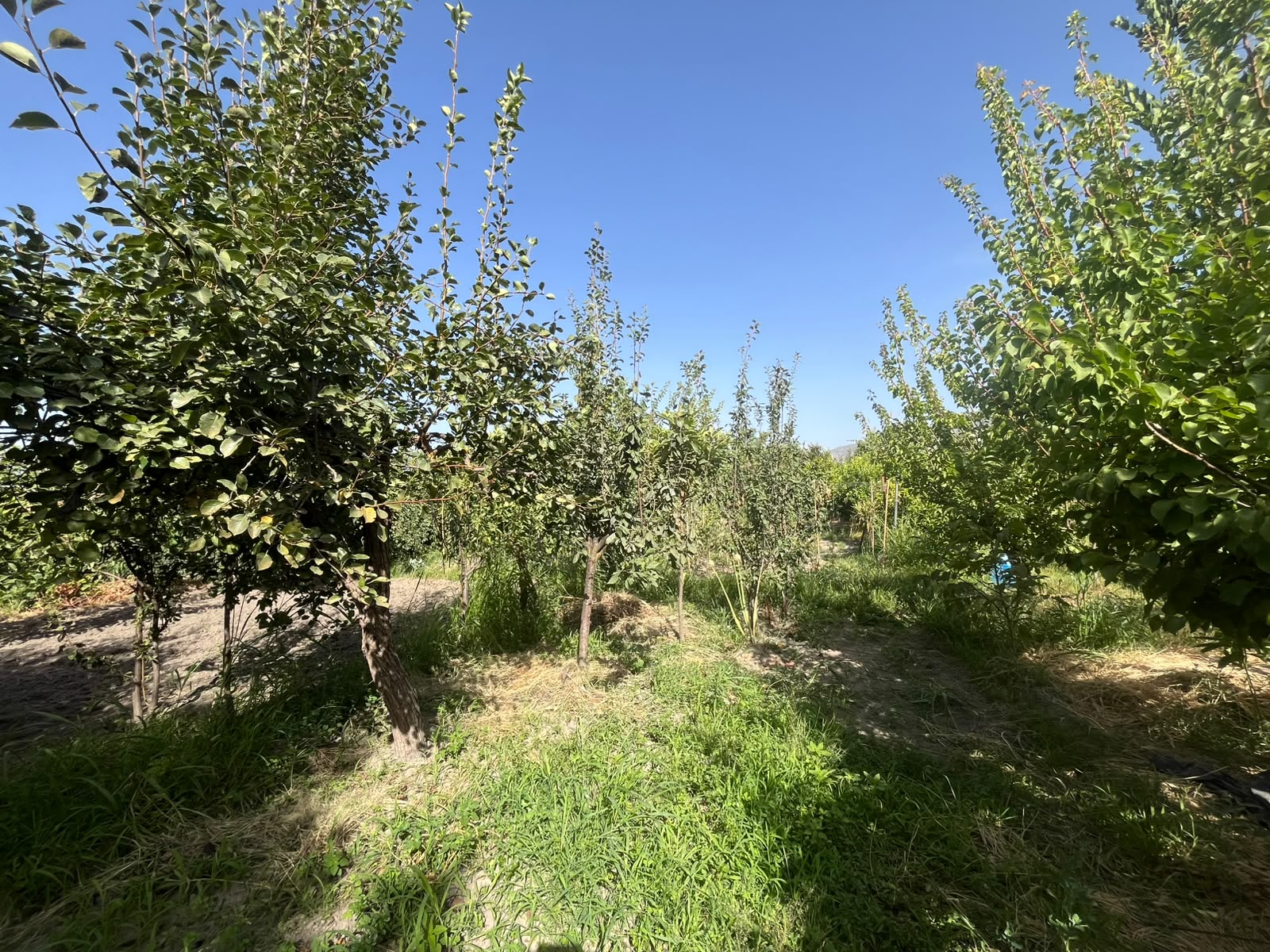 FINCA MAHINA 13.000 €